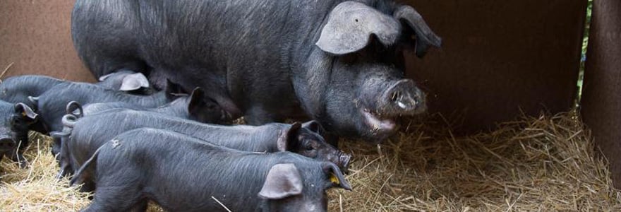 Porc Noir de Bigorre